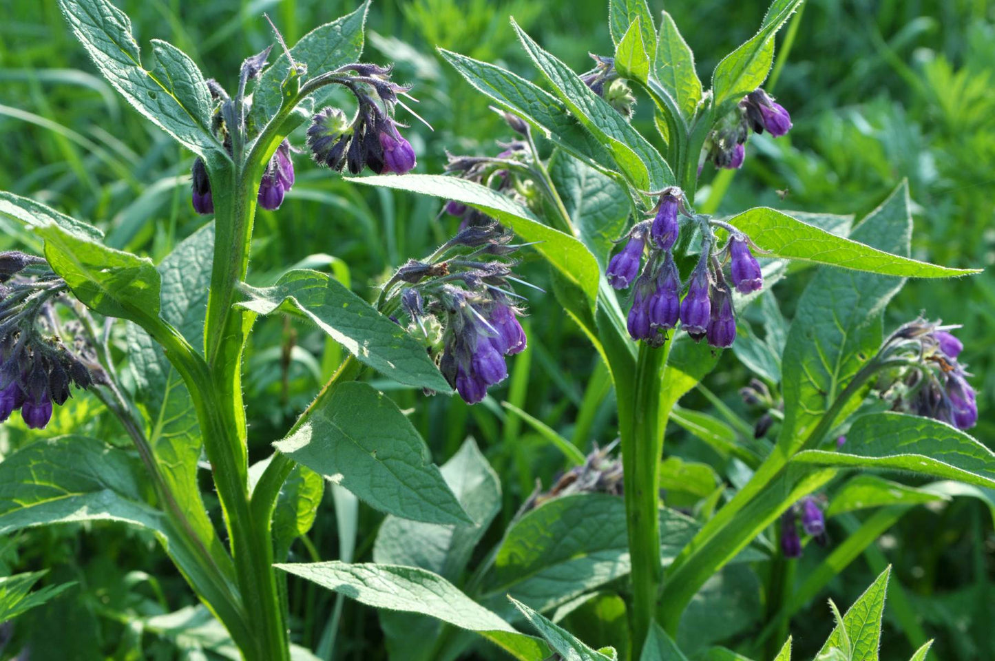 Comfrey Leaf